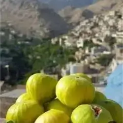 Fig