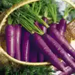 Purple Carrot