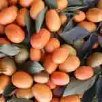 African Karmatyn