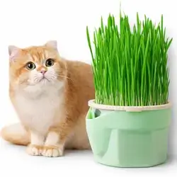 SUNSUN Cat Grass Cup #1