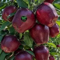 سێوی سوور