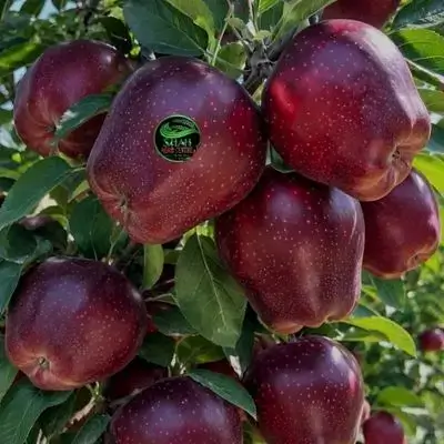 Red Apple