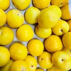 Pulm Yellow