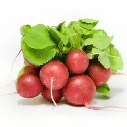 Radish