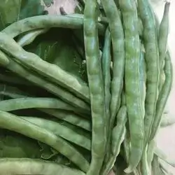 Flageolet bean