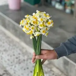 Daffodils flower