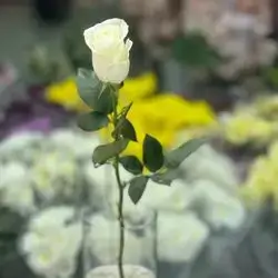 Rose Flower