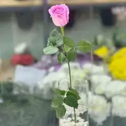 Rose Flower