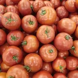 Tomato