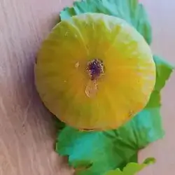 Fig