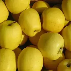 Irani Yellow Apple 