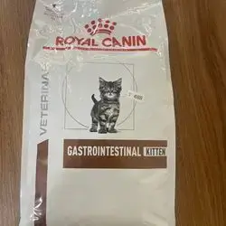 Gastrointestinal Kitten