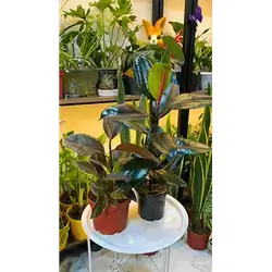 Rubber Plant (Medium)