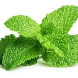 Mint