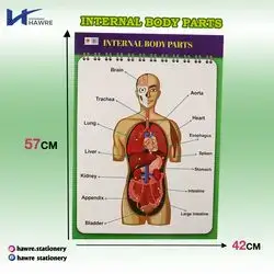 Internal Body Parts 42x57