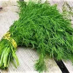Fresh Dill Bunch