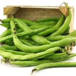fava bean
