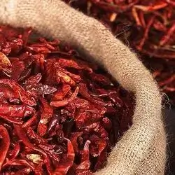 Chili Pepper 