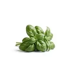 Green Basil, 1 Bunch