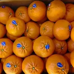 Tangerine