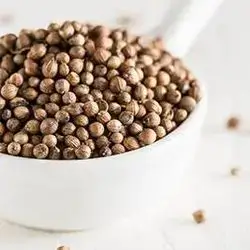 Coriander