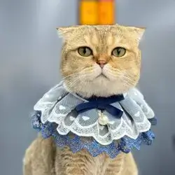 Pet Neck Collar S