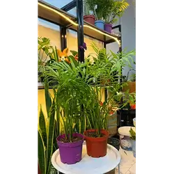 Chamaedorea Palm (Large)