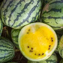 Yellow Watermelon