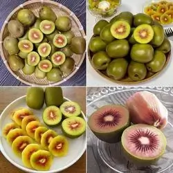 Red Kiwi