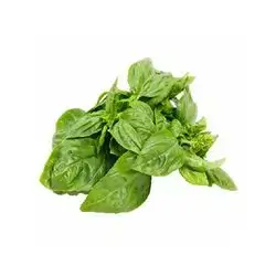 Fresh Basil Bunch