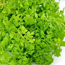 Fresh Cress Bunch