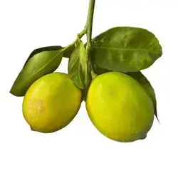 Lemon