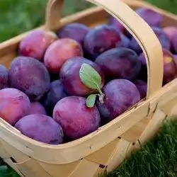 هەلوژە