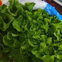 French Lettuce Box