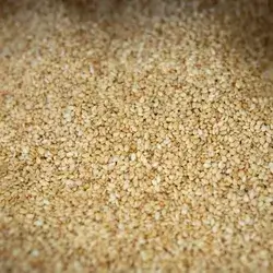 Sesame Seed