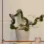Table Flower