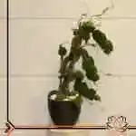 Table Flower