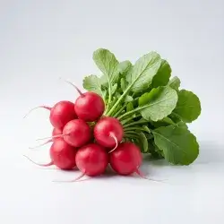 1 Bunch Radish