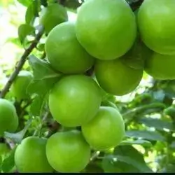 Sour Plum