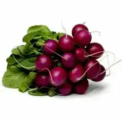 Purple Radish