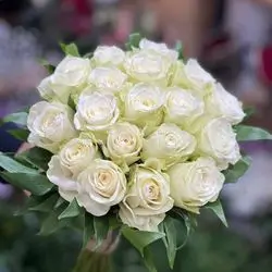 White Rose