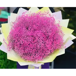 Gypsophila