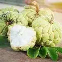 Custard Apple