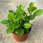 Pepromela 