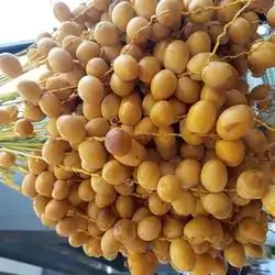 خورمای وشی
