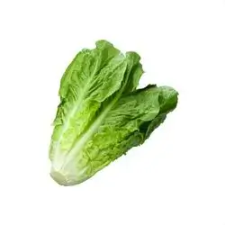 Lettuce