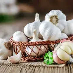 Chinese Garlic 