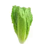 Lettuce