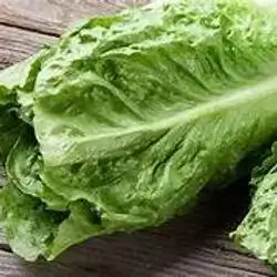 Lettuce