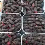 Fresh  Blueberry